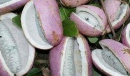 体凉可以吃八月瓜吗