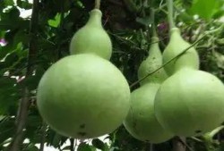 没熟的瓜怎么吃,如何巧妙享用未熟瓜果的清新滋味