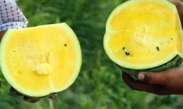 融媒体吃瓜,吃瓜群众的狂欢盛宴