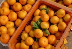 梦见自己吃橘子和白瓜,橘香瓜甜，探寻梦境中的味蕾之旅