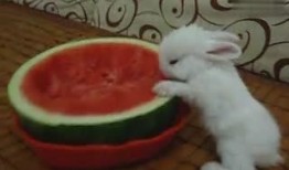 兔子吃瓜滕吗,探寻自然界的和谐共生