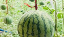 去镇平吃瓜,美食之旅尽享田园风情