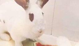 萌兔吃瓜,欢乐无限