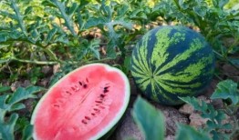 来河南吃瓜,一场别开生面的“吃瓜”之旅