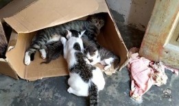 花猫壁纸网 吃瓜,吃瓜群众必备，海量趣味壁纸等你来“瓜”