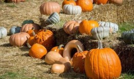 吃瓜大埔,一场全民参与的乡村盛宴