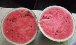 吃瓜之后舌头发麻,揭秘食物中的神秘刺激