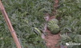 吃瓜群众上线南通,吃瓜群众上线，揭秘城市新鲜事