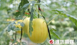 潍坊吃瓜热点