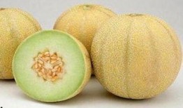 手术病人吃哈密瓜,营养与健康的完美结合