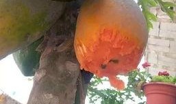 白猫吃瓜表情包动态,萌态十足，笑料横生！