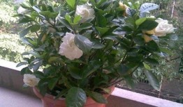 余姚茉莉茉莉吃瓜,茉莉吃瓜背后的故事与启示