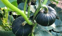 爱嘉哥吃瓜,揭秘娱乐圈那些不为人知的幕后故事