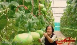 常州吃瓜事件,一场网络舆论的风波与反思