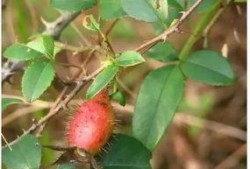 小莎子吃瓜,揭秘娱乐圈那些不为人知的幕后故事