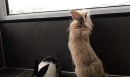 萌兔吃瓜,欢乐无限