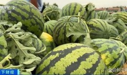 牛角瓜听成牛吃瓜