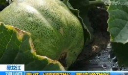 瓜哥带你吃最甜的瓜,瓜哥带你探寻全国最甜瓜果之旅