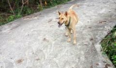 吃瓜看戏遛狗直播视频,看戏遛狗，趣味生活一网打尽