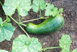 天天吃瓠瓜好吗,健康生活每一天