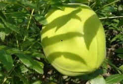 野生羊奶瓜怎么吃,野生羊奶瓜的多样食法探索