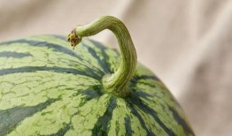 吃瓜人9876,网络红人的崛起与影响力