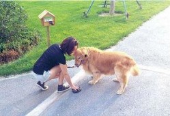 吃瓜看戏遛狗直播视频,看戏遛狗，趣味生活一网打尽