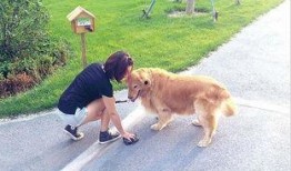 吃瓜看戏遛狗直播视频,看戏遛狗，趣味生活一网打尽