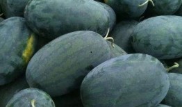 历城区吃瓜,瓜果飘香，品味民俗风情