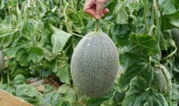 山寨产品带你吃瓜