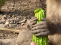 猴子博主吃瓜视频