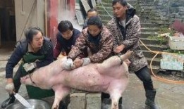 吃瓜大肥猪,网络红人的崛起与争议