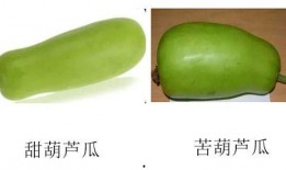 葫芦瓜生吃熟吃