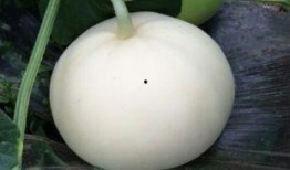 天热吃梨瓜好吗,天热吃梨瓜，清凉解渴又养生