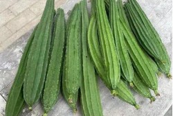 吃脆瓜过敏,揭秘脆瓜背后的健康隐患