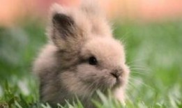 吃瓜的兔子原创,吃瓜兔子带你揭秘娱乐圈那些不为人知的幕后故事