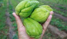 西哥吃瓜,揭秘娱乐圈背后的那些事儿