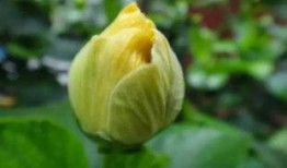 长沙吃瓜神经,揭秘城市生活百态的神经网络