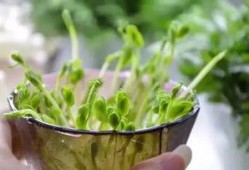 春食草夏吃瓜,春食草，夏吃瓜，品味自然之韵