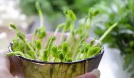 春食草夏吃瓜,春食草，夏吃瓜，品味自然之韵