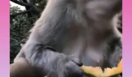 猴子博主吃瓜视频