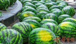 学校吃瓜平台,揭秘学校吃瓜平台的幕后故事