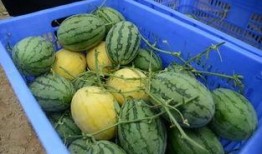 提瓦特吃瓜群,揭秘神秘世界的幕后故事