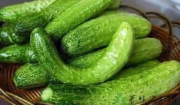 佛头瓜可以直接吃吗,可直接食用的天然美味