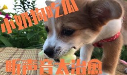 狗狗吃瓜的后果,揭秘瓜果对宠物的双重影响