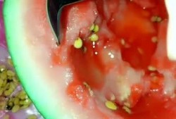 吃瓜没吐籽,揭秘瓜果的秘密世界