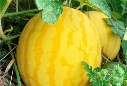 佳人吃瓜,揭秘娱乐圈幕后故事