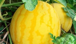 佳人吃瓜,揭秘娱乐圈幕后故事