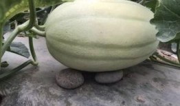 魏师傅吃瓜,揭秘娱乐圈幕后故事