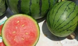 高原小圆瓜怎么吃,高原小圆瓜的多彩食法探索